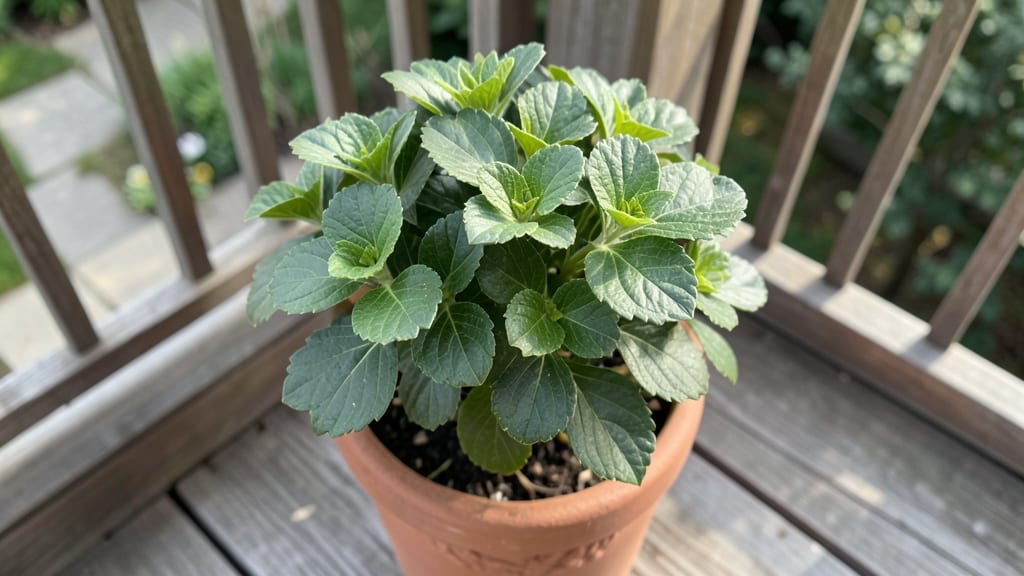 Oakleaf Hydrangea 'Pee Wee'