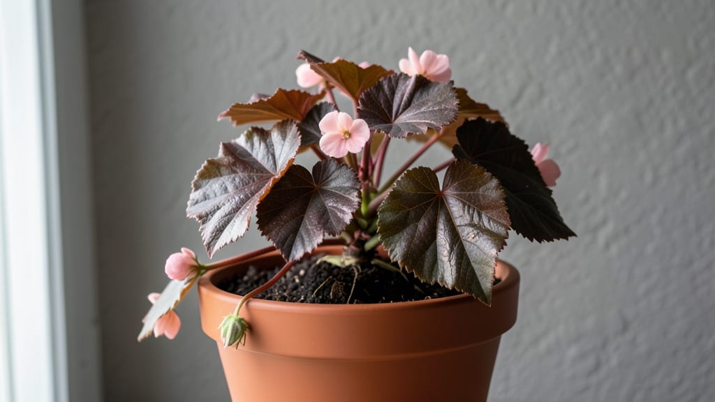 Wax Begonia Bronze Leaf: Copper Spray Revival for Crispy Edge Rescue