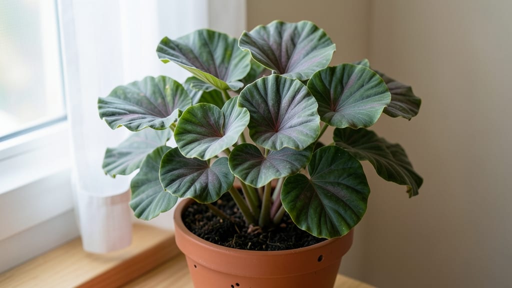 Mushroom Leaf Plant: Fast-Growing Foliage for Shady Spots